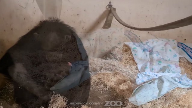 Heartwarming moment mother chimpanzee cuddles baby for first time 14 hours after C-section