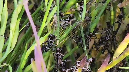 غزو الجراد يهدد المحاصيل في جنوب ليبيا