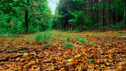 Birdsong On A Forest Path Nature Relaxation 4K
