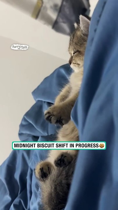 Kitten kneads in its sleep