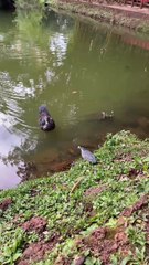 Pássaro usa pão para capturar peixe, em Goiânia