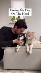 Dramatic Mini Husky Freaks Out When Owner Kisses Other Dog On The Head