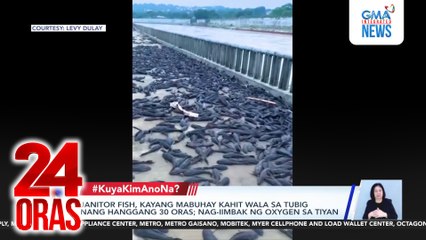 Mga tuyo at tila wala nang buhay na janitor fish, nabuhay nang ibalik sa ilog | 24 Oras