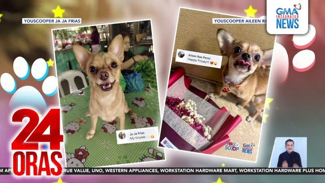 Furparents, proud na ibinida ang kanilang mga alagang aso't pusa online | 24 Oras