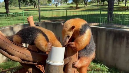 Tamanduá-mirim do Zoo de Brasília ganha nome de Paçoca