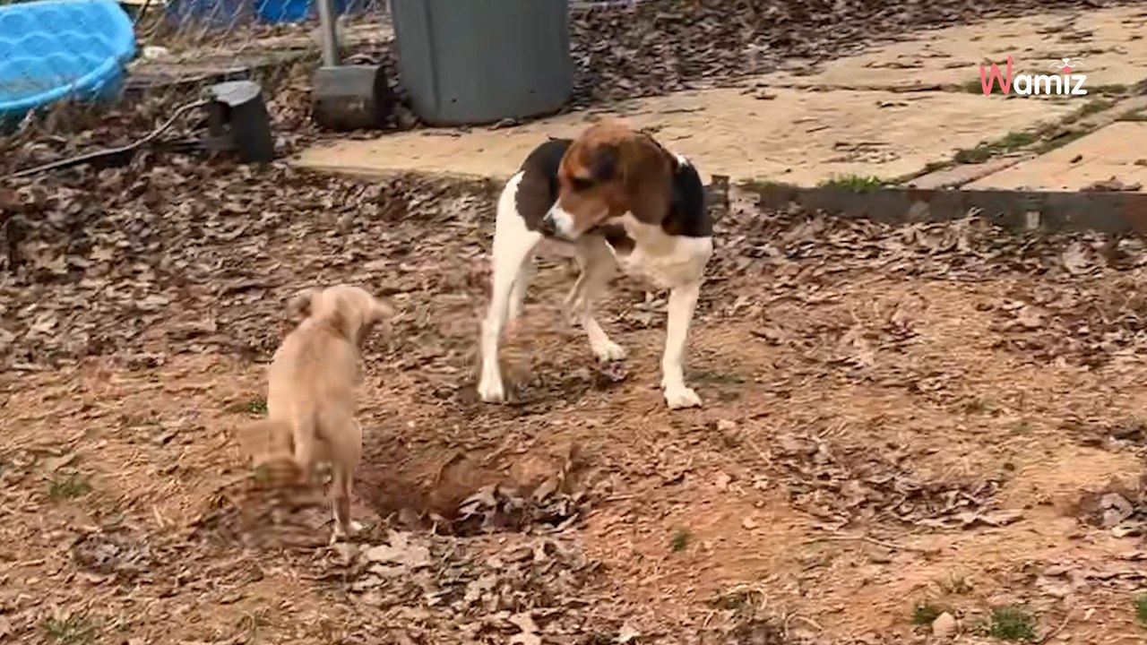 Un chien à trois pattes rencontre un chiot avec le même handicap : il ne peut pas contenir son excitation (vidéo)