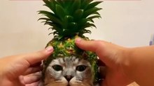 Saleemoffical presentation - pineapple king #cat
