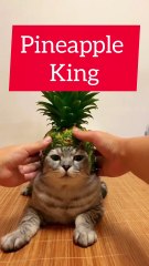 Saleemoffical presentation - pineapple king #cat