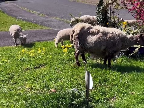 Ewes and Lambs Spotted in Primrose Hill