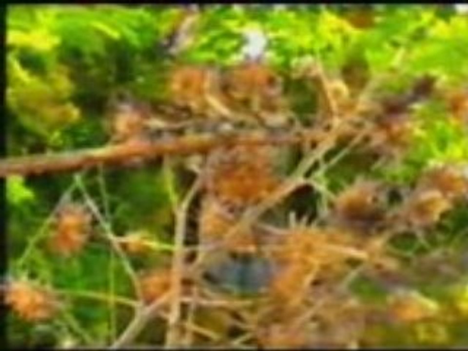 documentaire chardonneret1