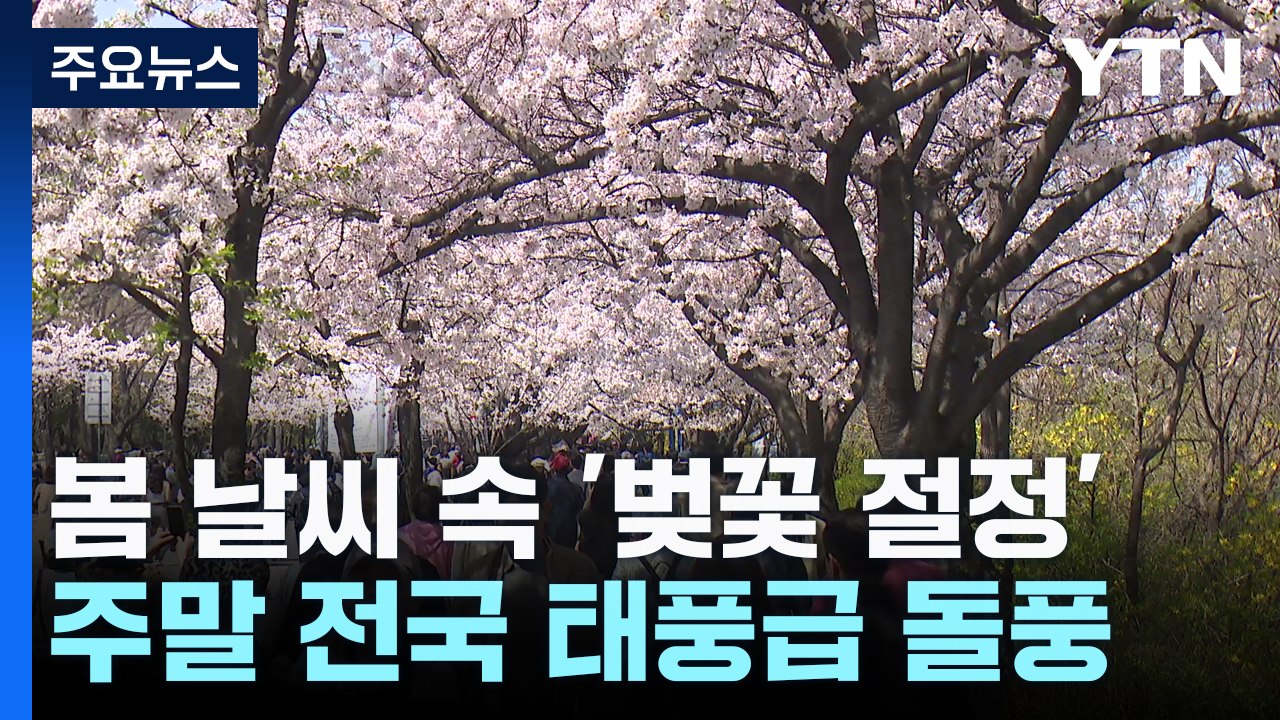 [날씨] 절정 벚꽃, 일주일 만에 엔딩 위기?...주말 태풍급 돌풍 / YTN
