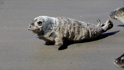 ‘Miracle’ Seal Pup Returns to the Wild After Amazing Rehabilitation