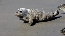 ‘Miracle’ Seal Pup Returns to the Wild After Amazing Rehabilitation