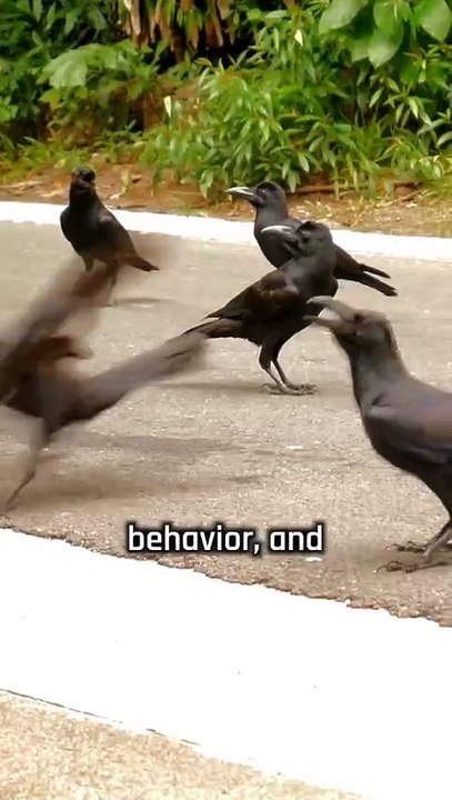 The Science of Crow Funerals Learning