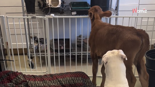 Elle sauve un chien sourd qui a du mal à trouver sa place à la ferme : un jour, l'animal découvre sa vocation (vidéo)