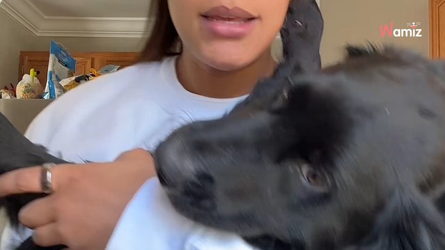 Elle pense avoir adopté un chiot croisé Labrador : 2 mois plus tard elle est choquée par les résultats du test ADN (vidéo)