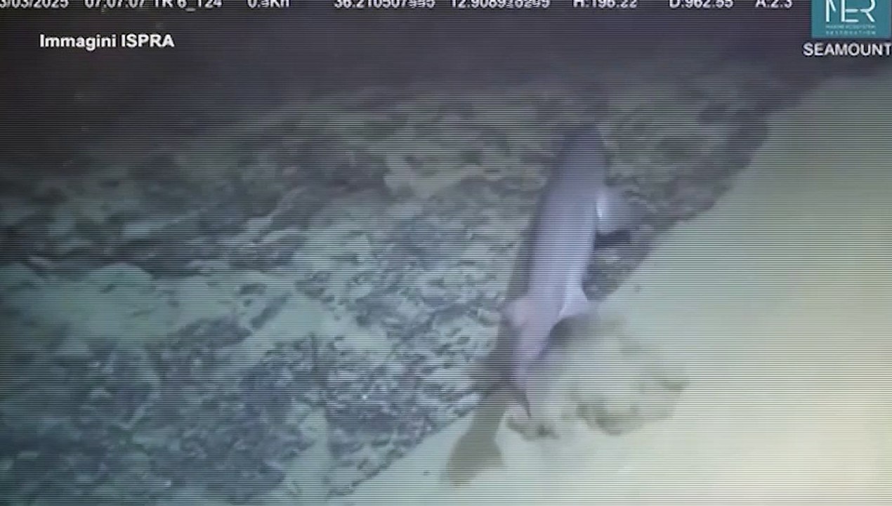 Uno squalo nuota a 1000 metri tra le montagne inesplorate del Mar Mediterraneo
