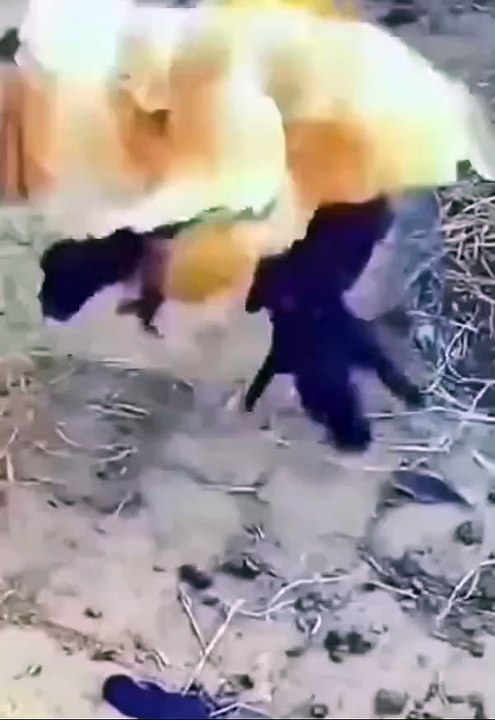 Mother react to safe guard her offspring
