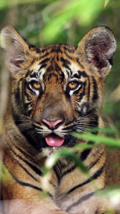 harimau