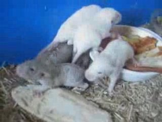 CRB-F : Jézabel x DHP Reflex