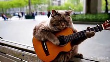 kucing main gitar