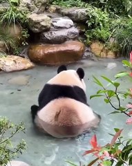 🌟 Dive into the adorable world of Pandas! 🐼 Ever wondered what makes thes