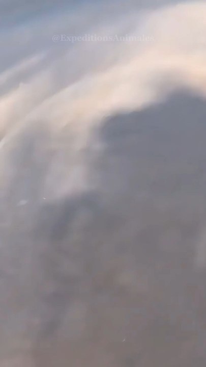 🦏💨 Le rhinocéros est un vrai colosse, mais il est en danger ! 😢 Protégeons ce géant avant qu’il ne disparaisse. 💚