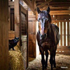 cat are very beautiful