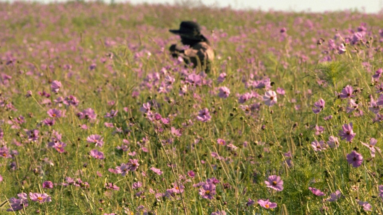 La couleur pourpre