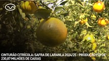Cinturão citrícola: safra de laranja 2024/25 - produção foi de 230,87 milhões de caixas