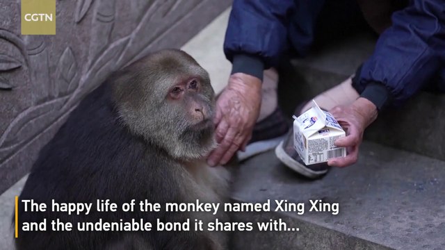 Adorable One-Armed Monkey Wins Hearts and Draws Huge Crowds