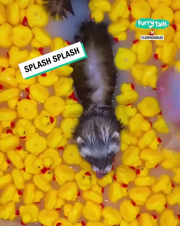 Lach dich schlapp mit Lustige Pfoten Ч. 76