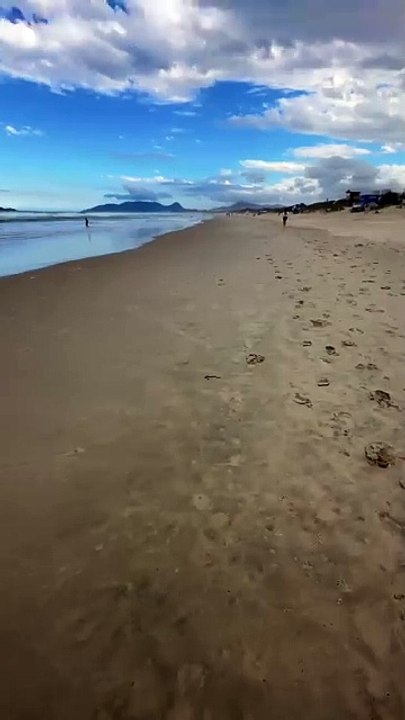 Cobra mais venenosa do Brasil é vista “pegando uma praia” em Florianópolis e assusta morador