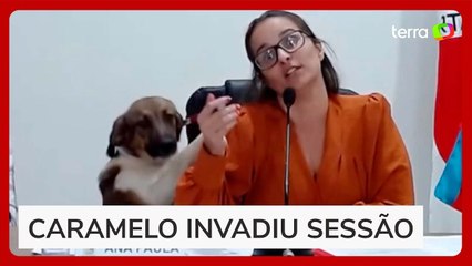 Vira-lata invade sessão da Câmara e rouba a cena em cidade de MG