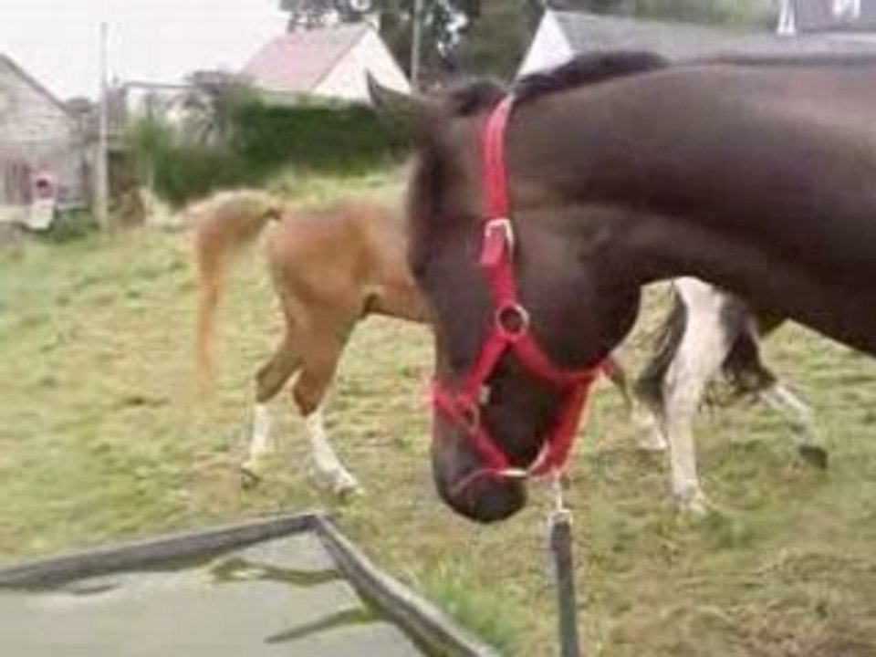 Loupètte et loulou