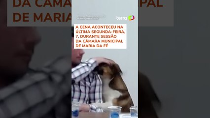 Vira-lata invade sessão da Câmara e rouba a cena em cidade de MG #shorts