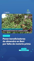 Paran beneficiadoras de almendra en Beni por falta de materia prima