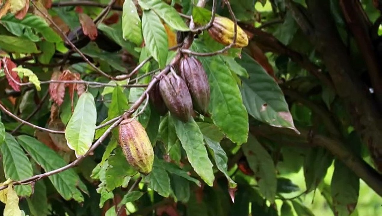 NATIONAL COCOA AWARDS