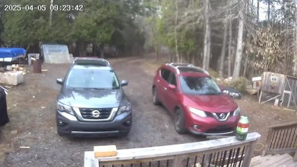 Pup Trips Mid-Chase While Running After Cat