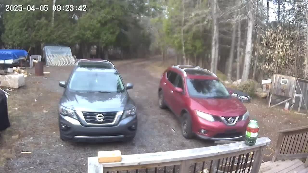 Pup Trips Mid-Chase While Running After Cat