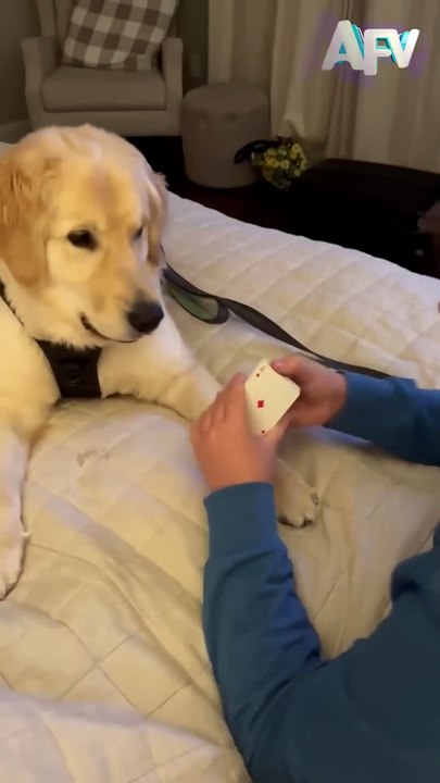 092. Cutest audience ever 🥲 #afv #dogs #magic