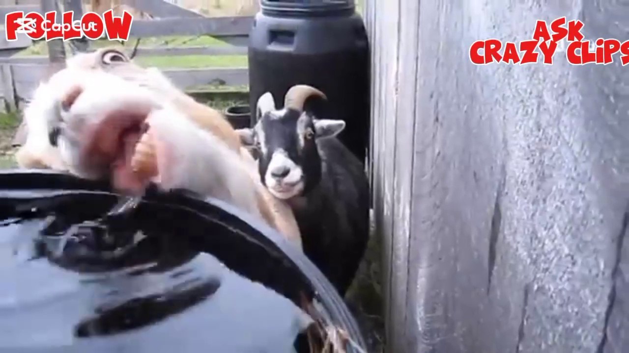 TOP FUNNIEST AND CRAZYIEST FUNNY FARM ANIMALS IN 2025!ASKCRAZY CLIPS?