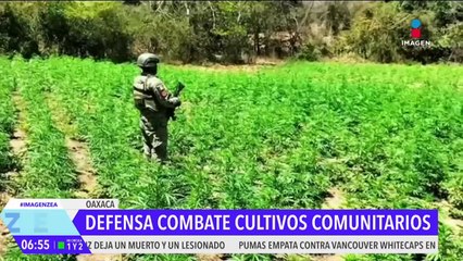 Defensa combate cultivos en Oaxaca; van 35 hectáreas incineradas