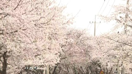 '봄날의 향연'...흩날리는 벚꽃으로 '가득' / YTN