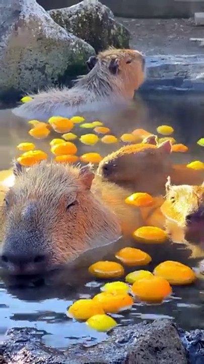 Invierno cálido: carpinchos disfrutando de un baño caliente con naranjas