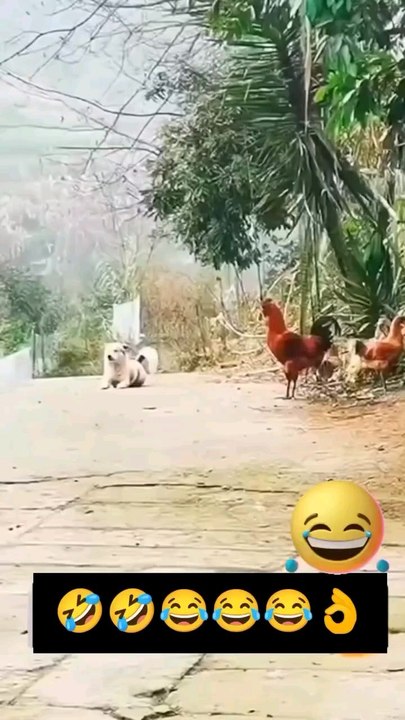 entertainment not to laugh/funny video/enjoy/deals motion creater/