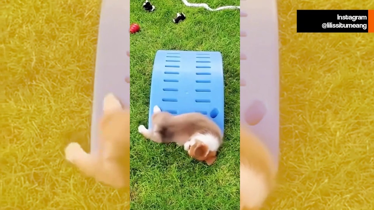 Köpeklerin uykuya dalma hızında şampiyon olduğunu kanıtlayan eğlenceli video!