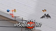 เมื่อเพื่อนบ้านซื้อเครื่องไล่นกมาติดตั้ง แล้วดูผลลัพธ์ที่ได้...