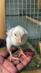 Pets life #whiteheera #aseel #paperwhite #chickens