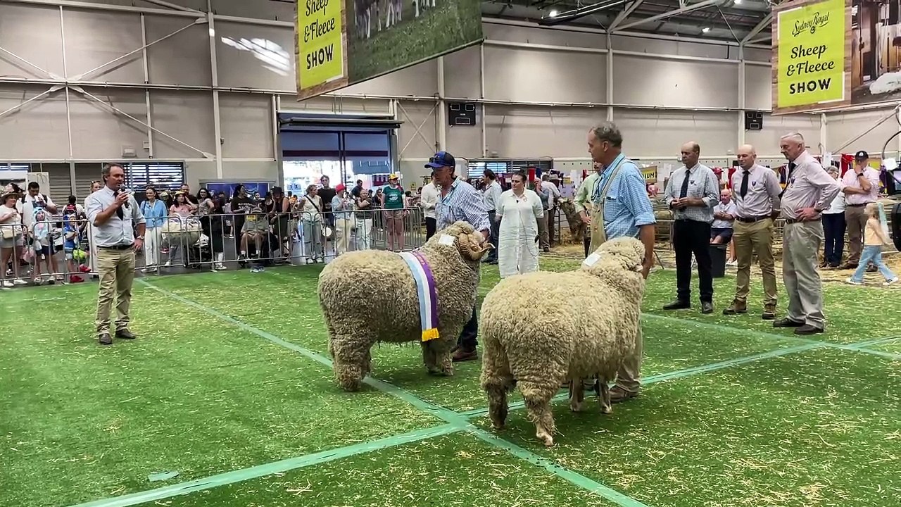 The 2025 Supreme Merino Exhibit at Sydney Royal